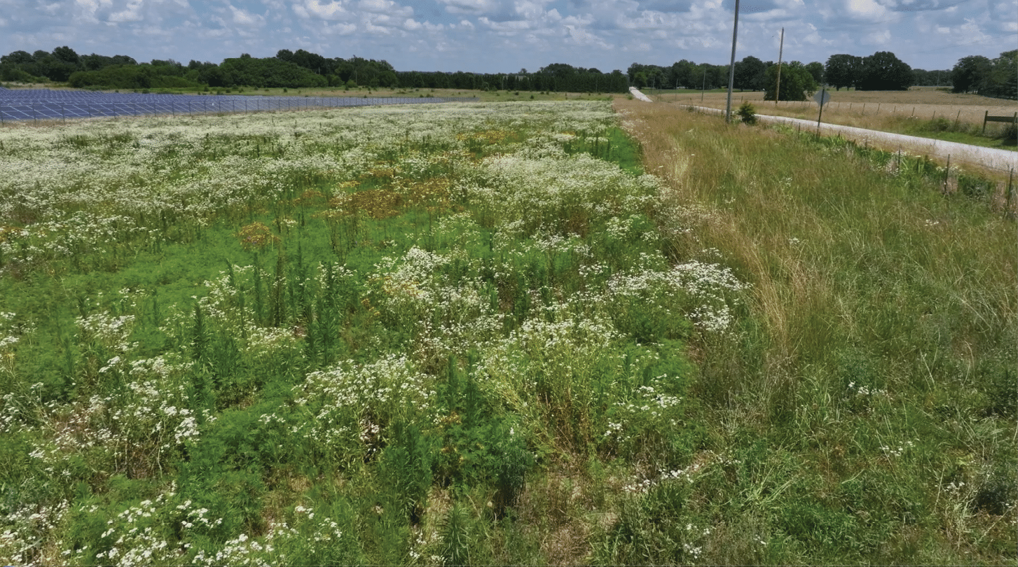 A field of wildflowers with a dirt road running through it. AI generated content